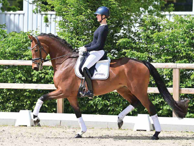 Frascaya's Fiene — OLDBG · Stallion · 6y