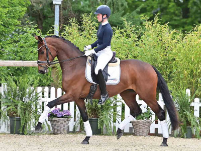 Fürstin Gloria — OLDBG · Stallion · 4y