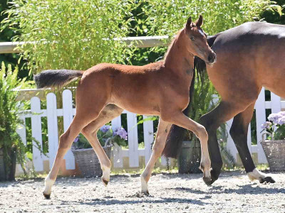 Fräulein Wunder — OLDBG · Stallion · 1y