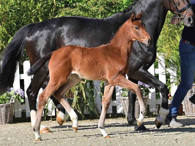 Bonbon — OLDBG · Stallion · 1y