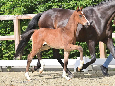 Everest — OLDBG · Colt · 0y