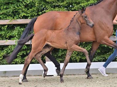 Francesca — OLDBG · Filly · 0y