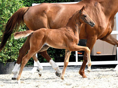 Vivienne — OLDBG · Filly · 0y