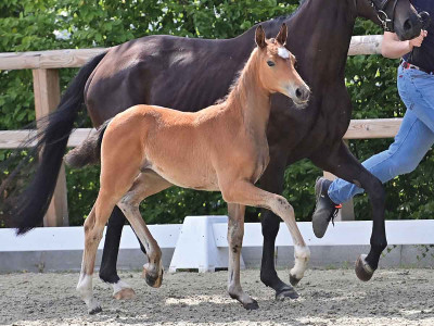 Donna Famous Girl — OLDBG · Filly · 0y