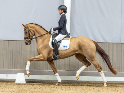 Via Carolina — German Sporthorse · Mare · 4y