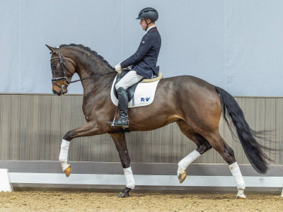Jeronimo-ST — Oldenburger · Gelding · 4y