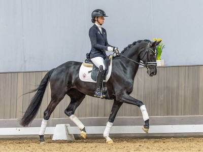 Glamour Girl — Westphalian riding horse · Mare · 4y
