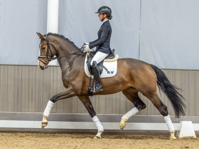 Euphoria — Westphalian riding horse · Mare · 4y