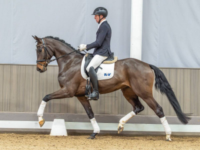 Viktoria — Westphalian riding horse · Mare · 4y