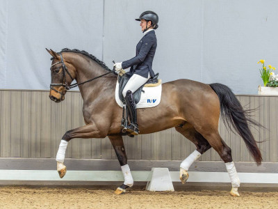 Endless Summer — Westphalian riding horse · Gelding · 4y