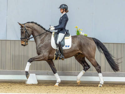Veneziano — German Sporthorse · Gelding · 4y