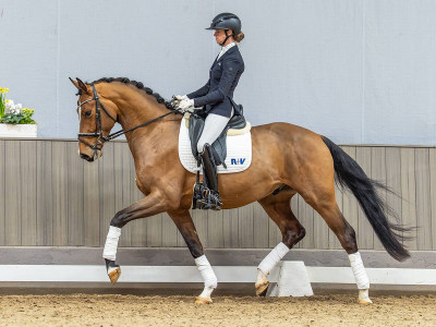 Fabalou Z — Zangersheide Reitpferd · Gelding · 4y