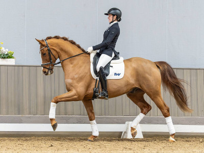Schicky Micky — Westphalian riding horse · Gelding · 5y