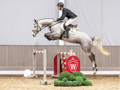 Cornetta de Fra — German Sporthorse · Mare · 6y