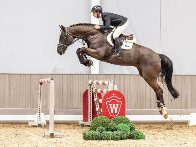 Sir Sandro Boy — Westphalian riding horse · Gelding · 7y