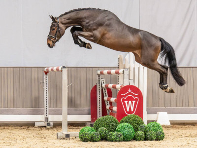 Cornet de Bella Donna — Oldenburger Springpferd · Stallion · 3y