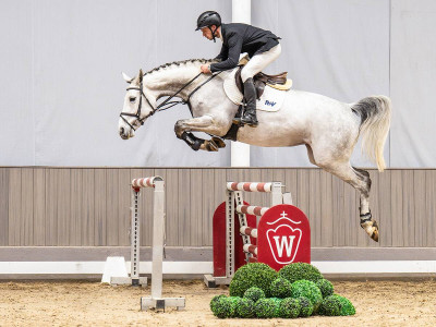 First Pearl — Westphalian riding horse · Mare · 6y
