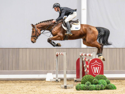Eggsy SB — Westphalian riding horse · Gelding · 5y