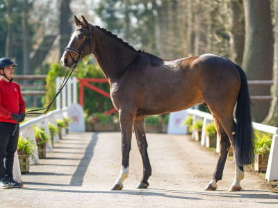 Baumann's Filius — The same · Gelding · 5y