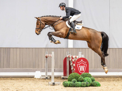 Dino DB — Westphalian riding horse · Gelding · 6y