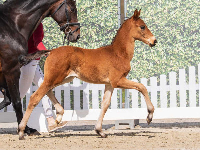 Emil Keeps Going — Westphalian riding horse · Colt · 0y