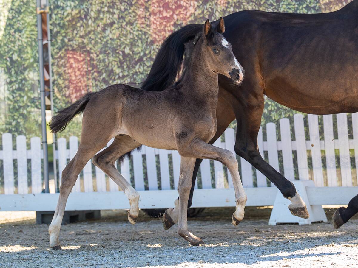 19 image
