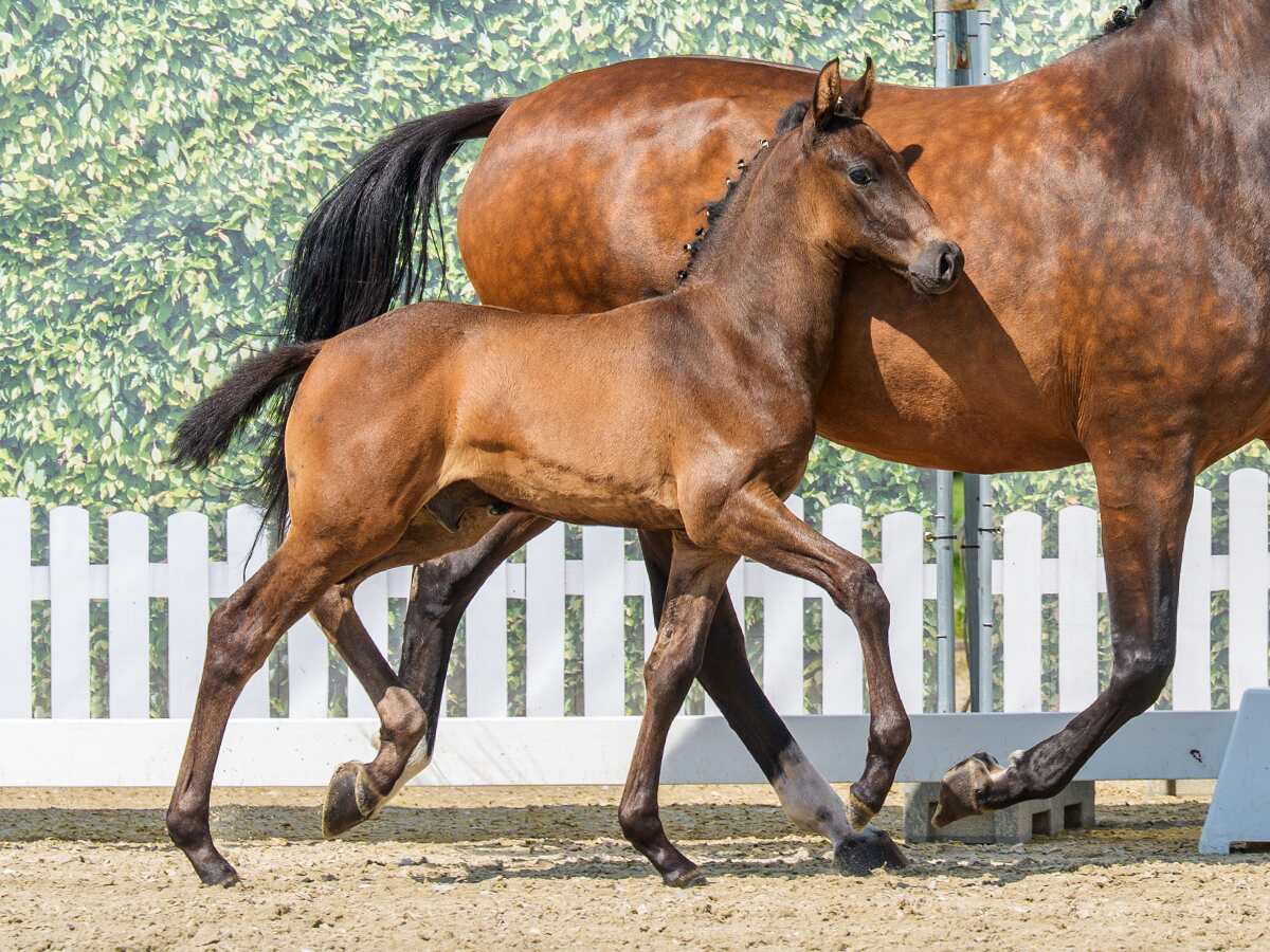 181 image