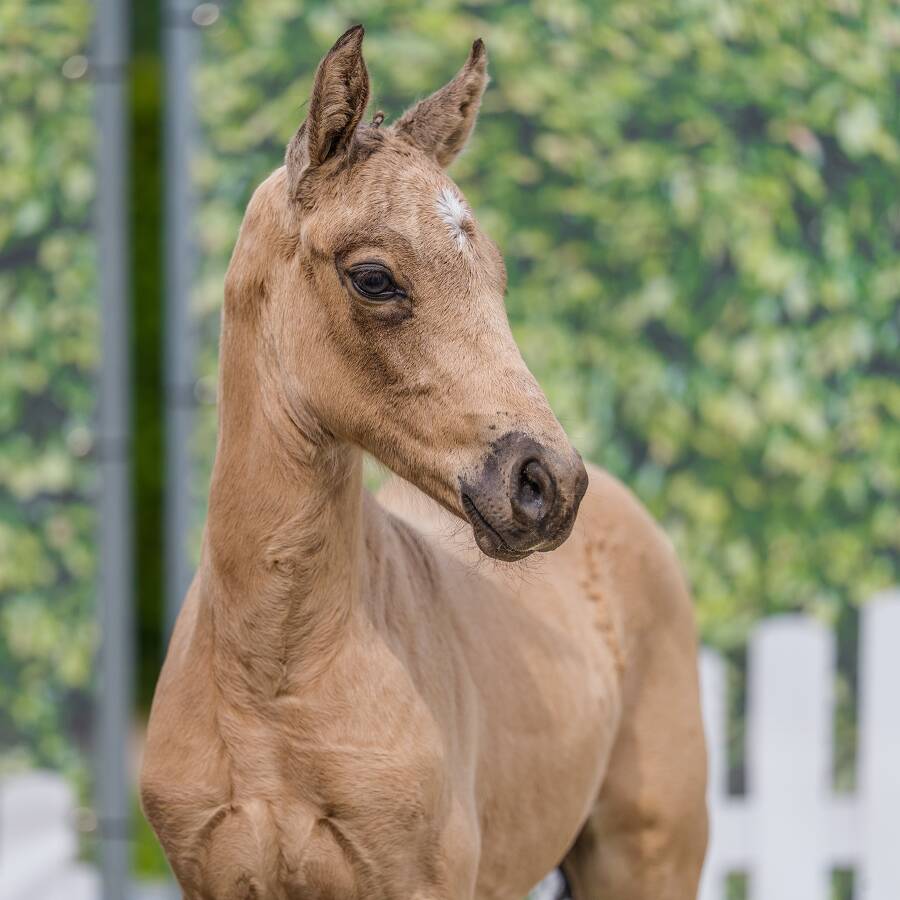 36 image