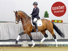 スポーツ・フィットネス Enjoying Dressage 2 Zumba by Zoom / Rocky Lee | HORSE24