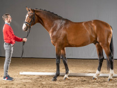 スポーツ・フィットネス Enjoying Dressage 2 Zumba by Zoom / Rocky Lee | HORSE24