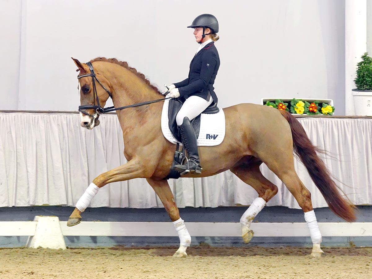 Ivenn store riding boots