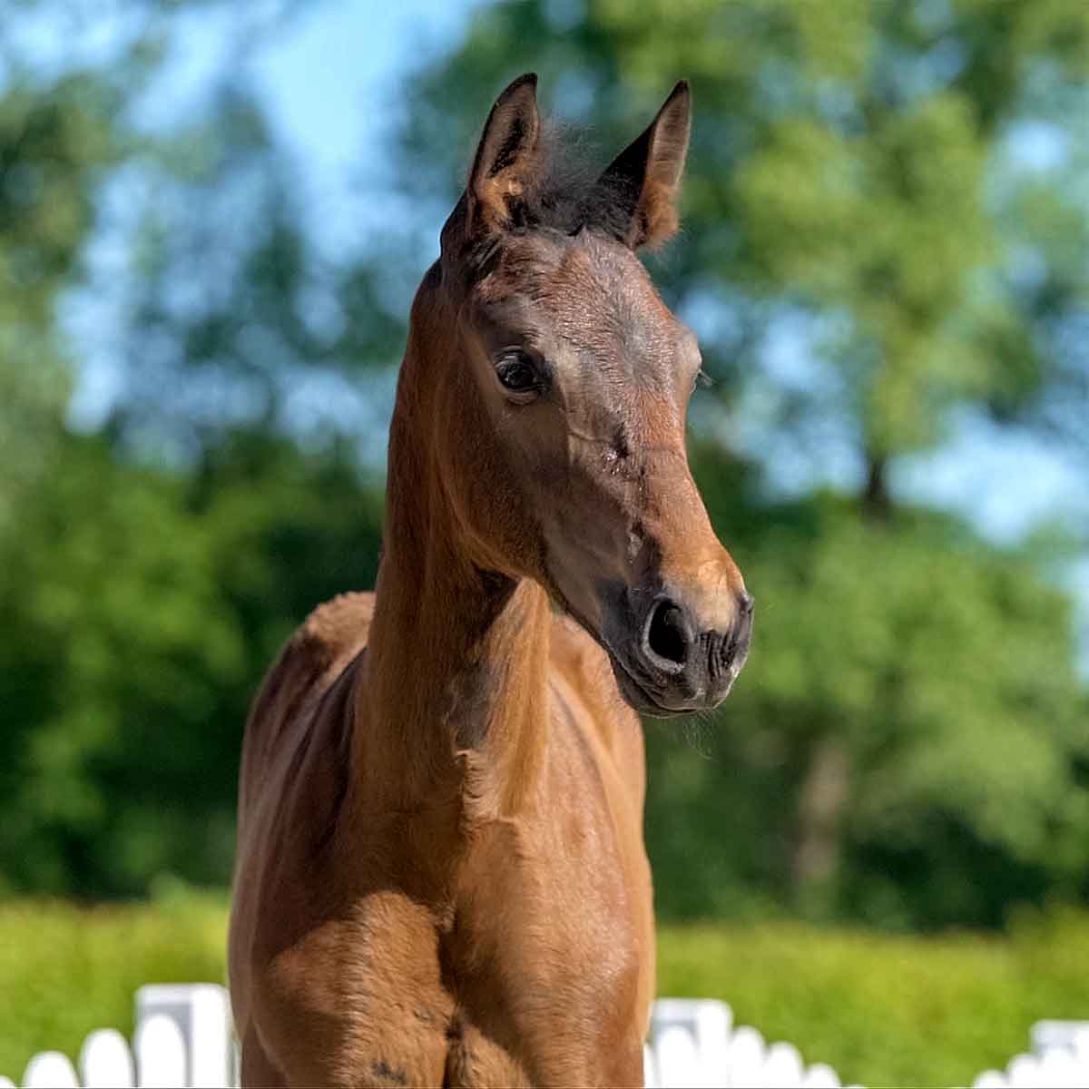 8th-westphalian-online-auction-offspring-of-young-stallions-horse24