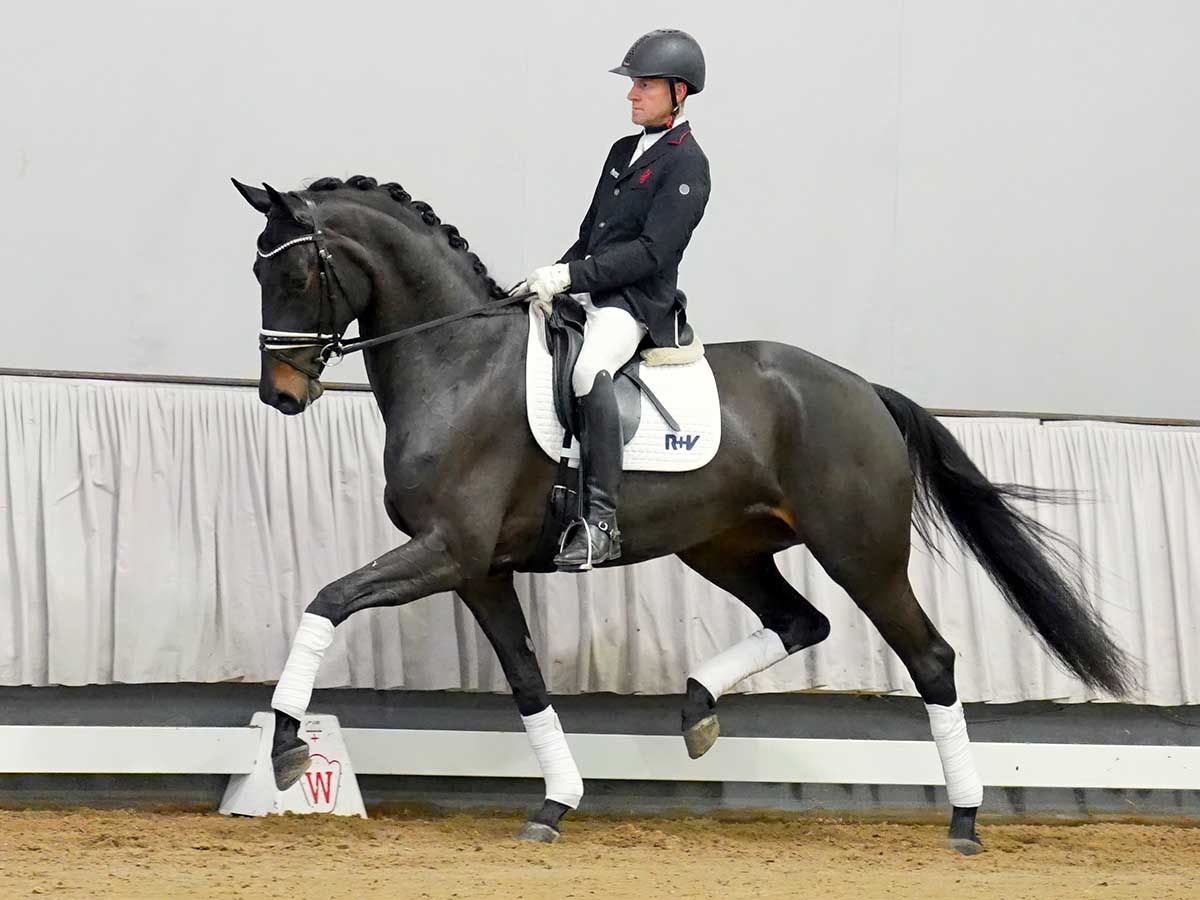 Amazing Heart By Apollon Hotline Horse24