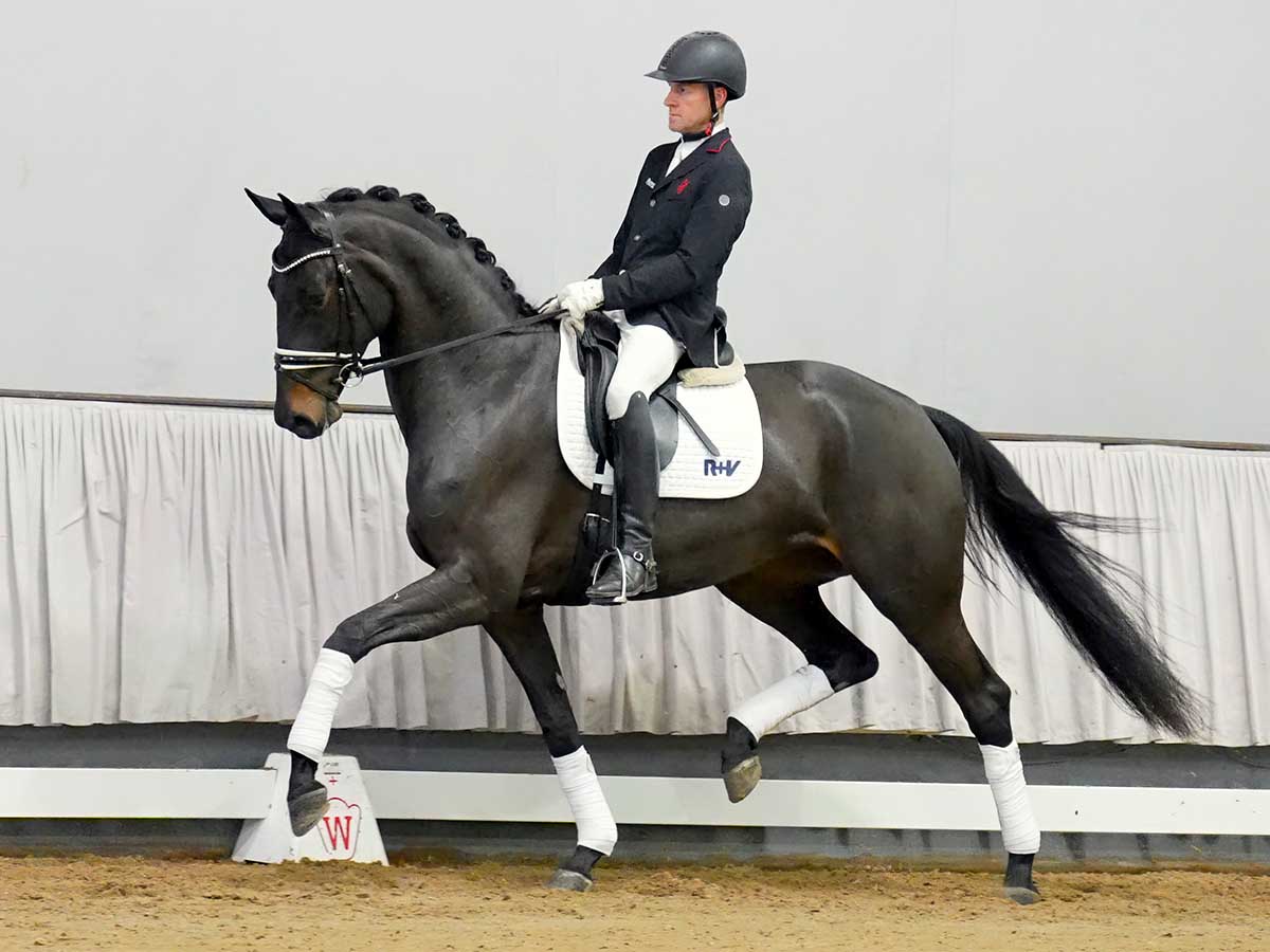 Horse 24. Вестфальская лошадь. Westphalian Horse.