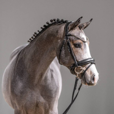 Very Star Kerveyer / Cornet Obolensky — Deutsches Reitpony · Mare · 2y