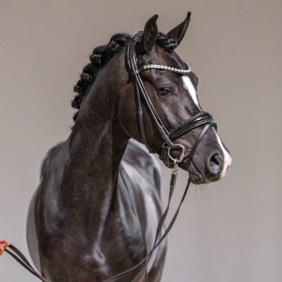 Valur H / Van Heinrich — Deutsches Reitpony · Mare · 2y