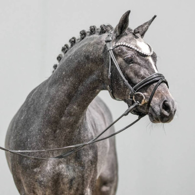Mister Universum / Halifax — Deutsches Reitpony · Mare · 3y