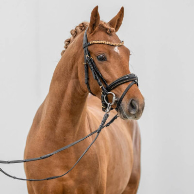 Hesselteichs Golden Dream / Voyager — Deutsches Reitpony · Mare · 3y