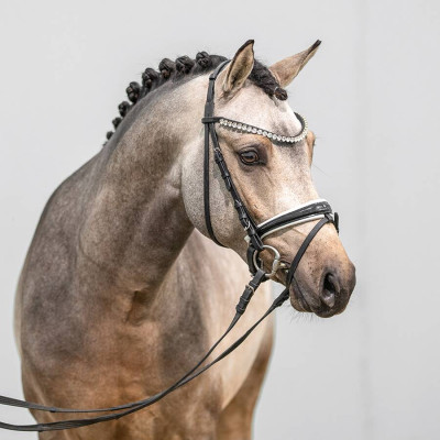 Hesselteichs Golden Dream / FS Champion de Luxe — Deutsches Reitpony · Mare · 3y