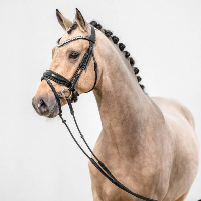 Gold Garant / FS Numero Uno NRW — Deutsches Reitpony · Mare · 2y