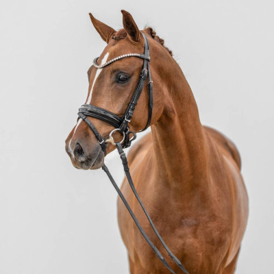Dreidimensional I AT NRW / Dimension AT NRW — Deutsches Reitpony · Mare · 3y
