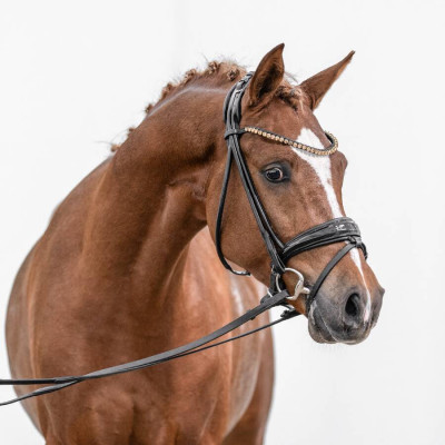 Dimension AT NRW / Dressman I — Deutsches Reitpony · Mare · 3y
