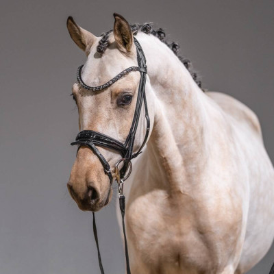 Dating AT NRW / Hilkens Black Delight WE — Deutsches Reitpony · Mare · 2y
