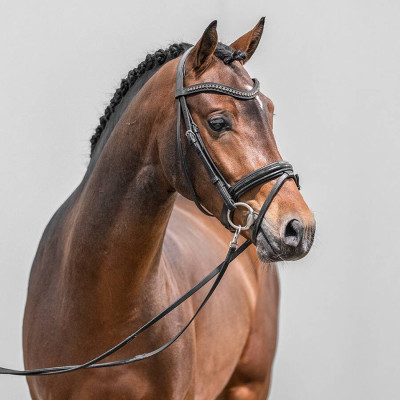 Darf ich bitten / Top Zento — Deutsches Reitpony · Mare · 2y