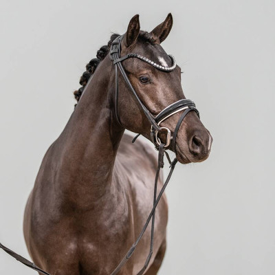 Cayuga San WE / Venustas Cool Edition — Deutsches Reitpony · Mare · 3y