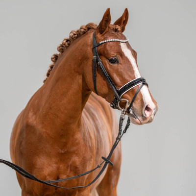 Can Dance / Night-Star III — Deutsches Reitpony · Mare · 2y