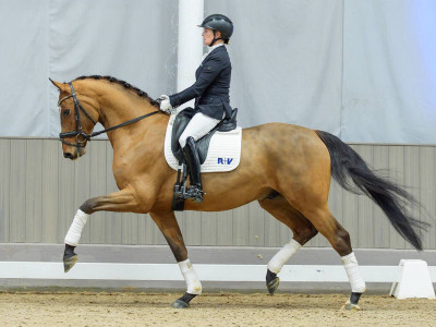 Bennedictus — Gelding · 4y