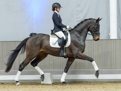 Forever Famous — Gelding · 3y