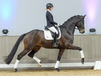 Dixieland Delight — Gelding · 5y