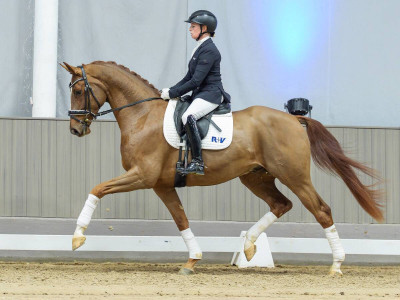 Voxxclub — Gelding · 4y
